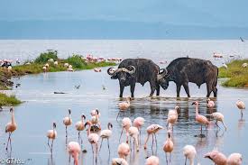 1 b Professional CV Writing Service in Naivasha for PDF and Word job applications in Kenya